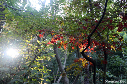 f:id:n0309:20141122144300j:image