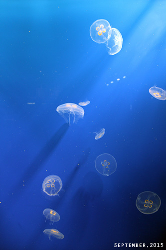 f:id:n0309:20150918140400j:image