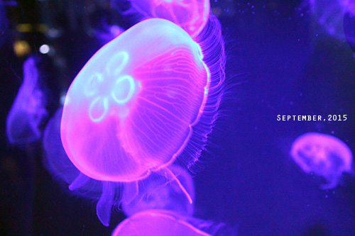 f:id:n0309:20150918140500j:image