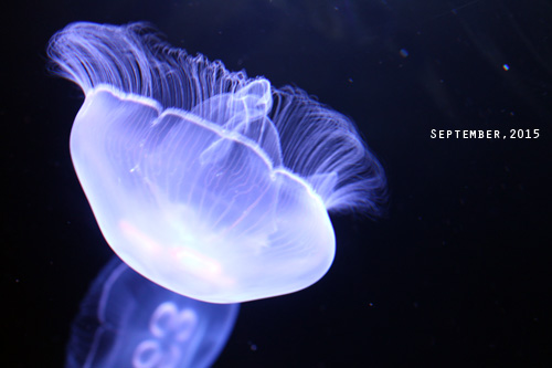 f:id:n0309:20150918140600j:image