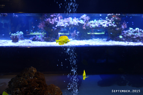 f:id:n0309:20150918142600j:image