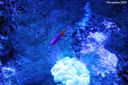 f:id:n0309:20151116110300j:image