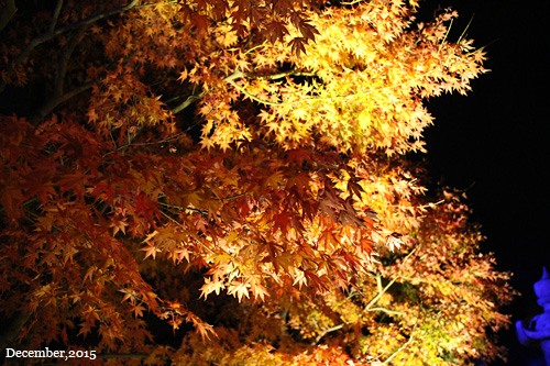 f:id:n0309:20151206174000j:image
