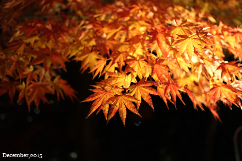 f:id:n0309:20151206174002j:image