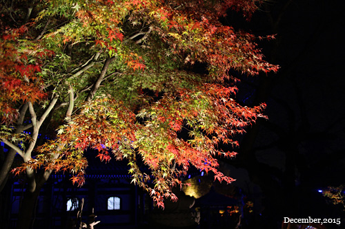 f:id:n0309:20151206180100j:image