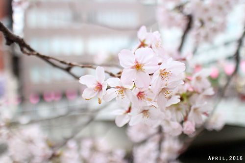 f:id:n0309:20160402130800j:image