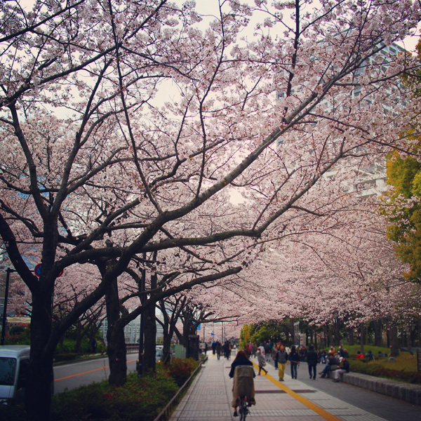 f:id:n0309:20160402152500j:image