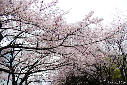f:id:n0309:20160402152700j:image
