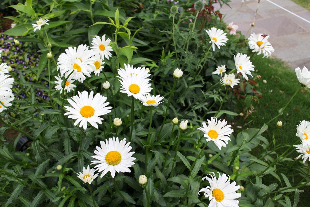 f:id:n0309:20160604154559j:image:w600