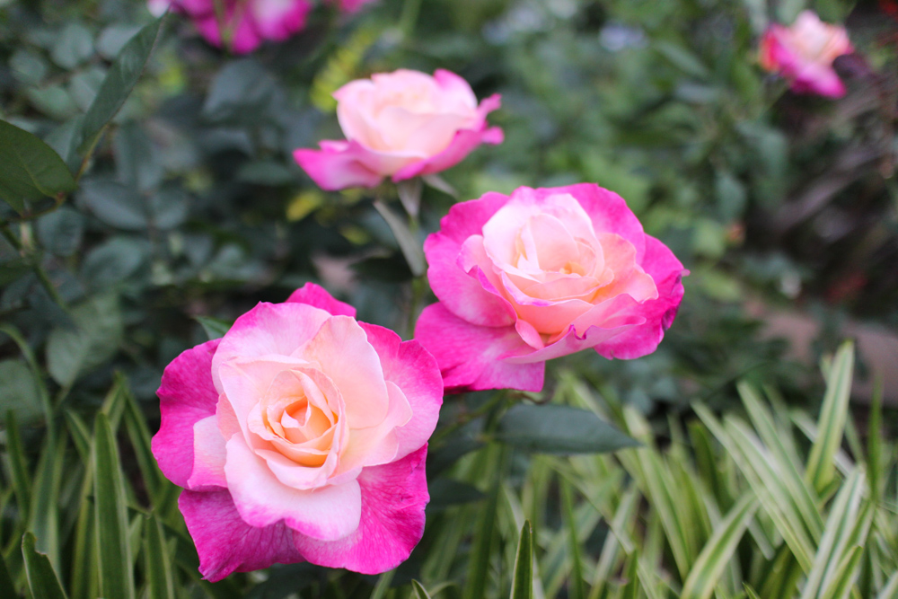 f:id:n0309:20160604155551j:image:w600