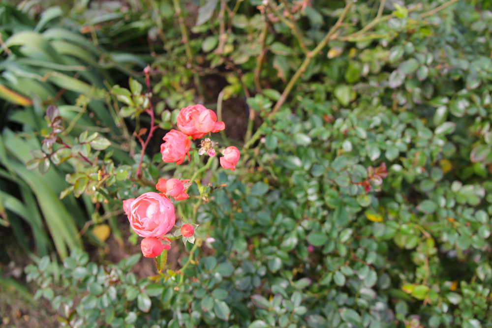 f:id:n0309:20171111134522j:image:w600