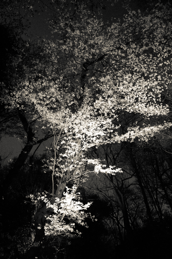 f:id:n0309:20180329202954j:image:h600