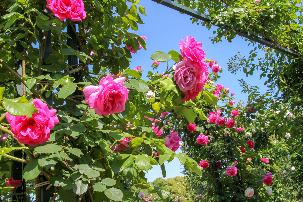 f:id:n0309:20180505145700j:image:w600
