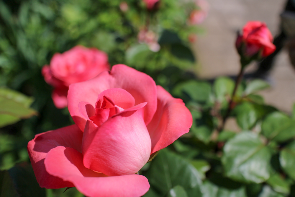 f:id:n0309:20180505145852j:image:w600
