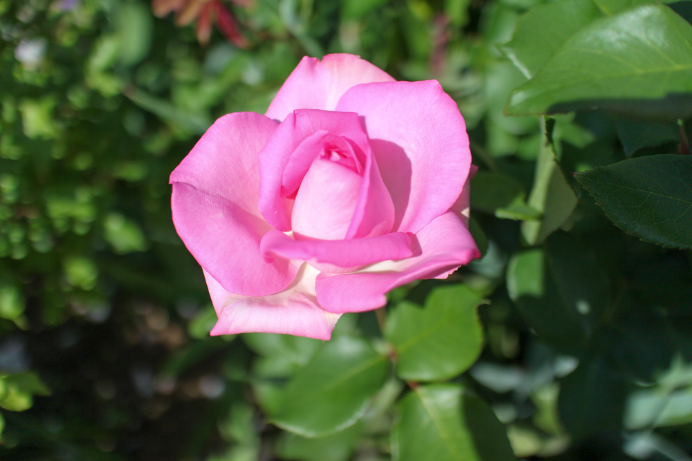 f:id:n0309:20180505145943j:image:w600