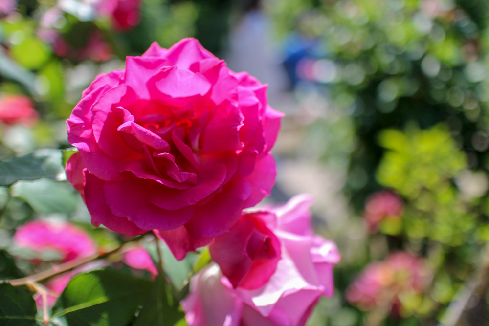 f:id:n0309:20180505150258j:image:w600