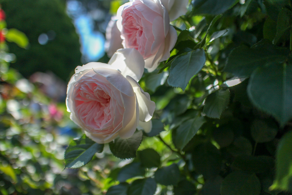 f:id:n0309:20180505150319j:image:w600