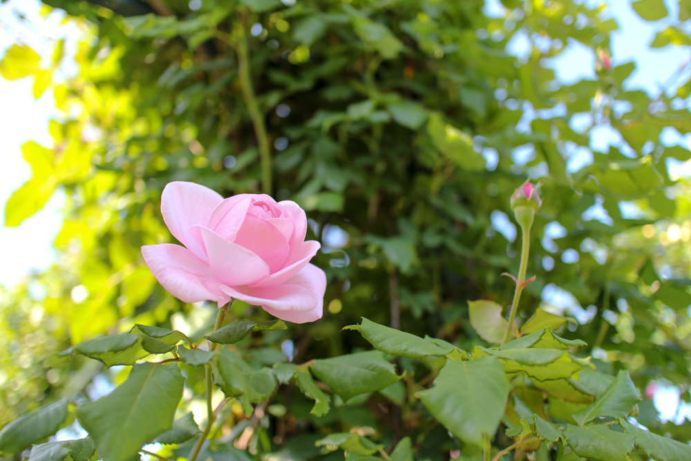 f:id:n0309:20180505150429j:image:w600