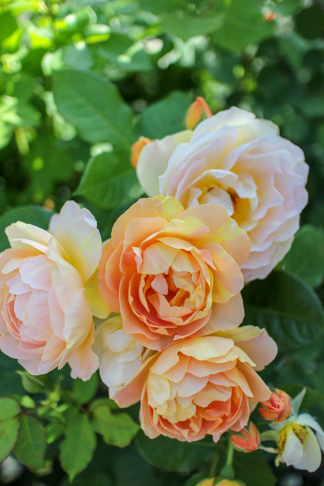 f:id:n0309:20180505150619j:image:h600