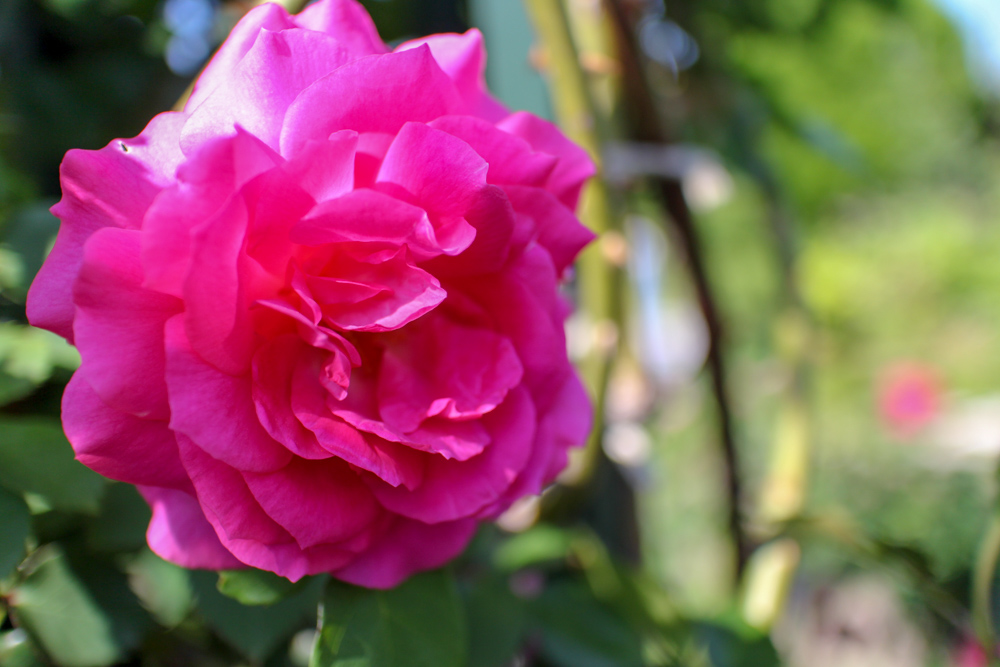 f:id:n0309:20180505150810j:image:w600