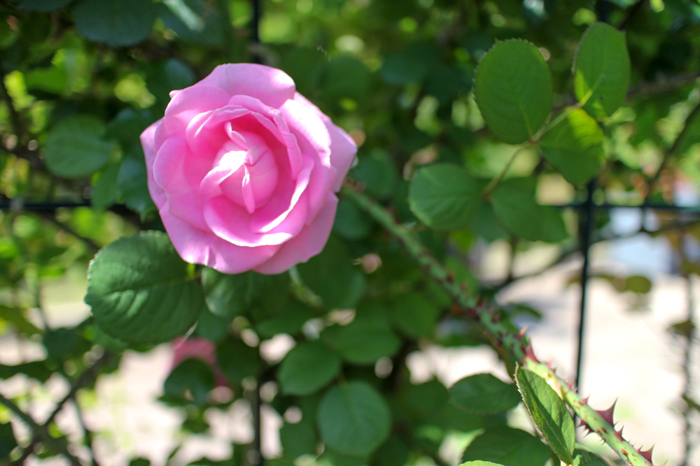f:id:n0309:20180505150903j:image:w600