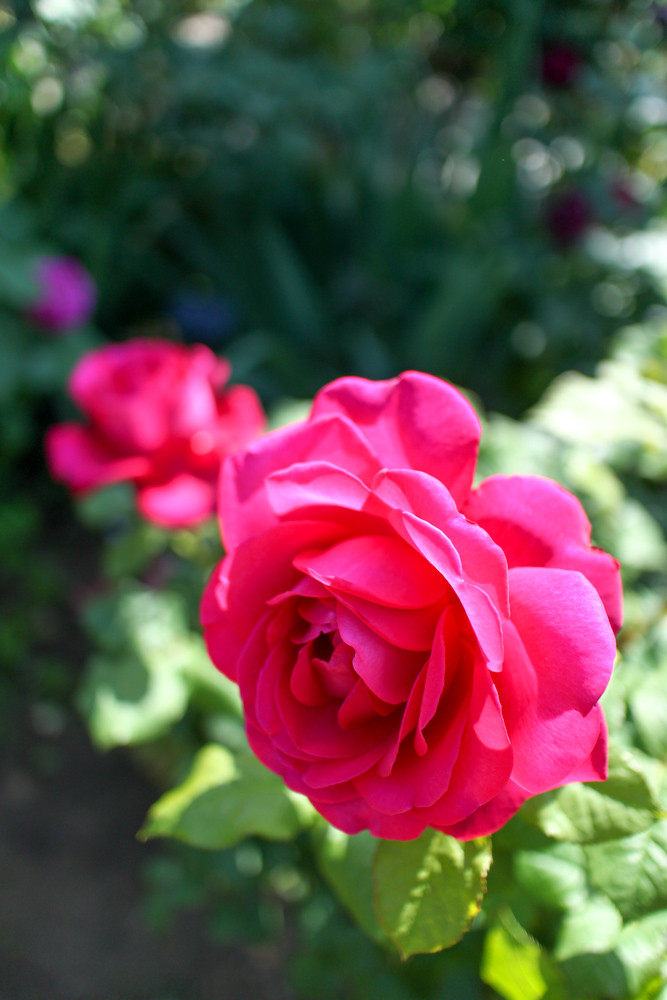 f:id:n0309:20180505151055j:image:h600