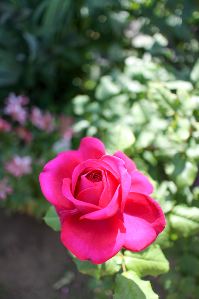 f:id:n0309:20180505151109j:image:h600