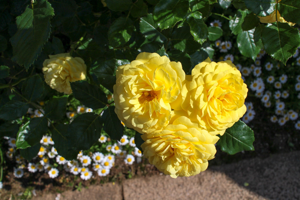 f:id:n0309:20180505151221j:image:w600