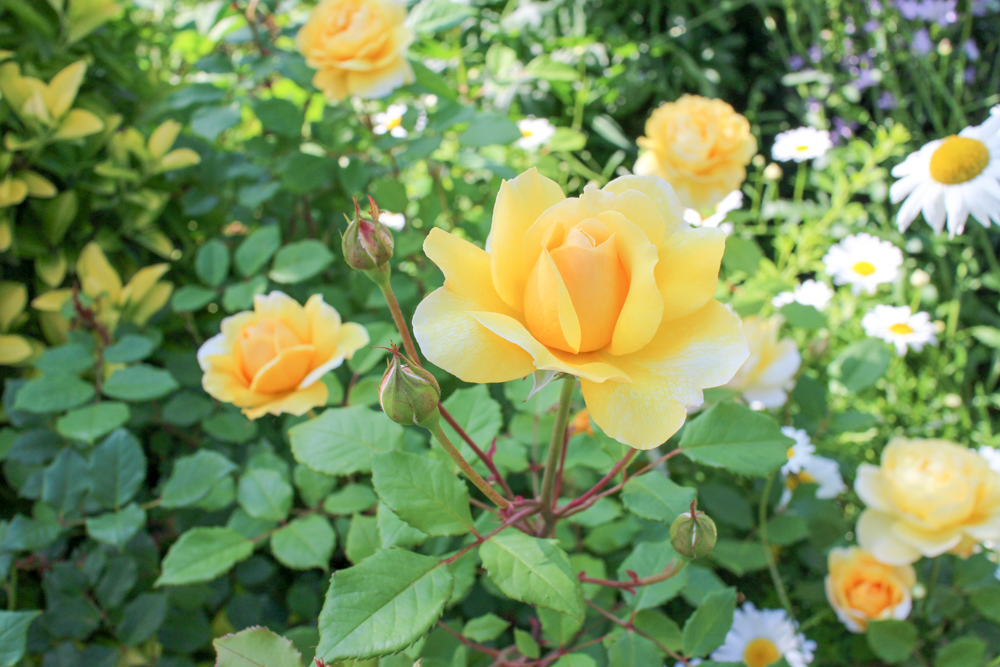 f:id:n0309:20180505152725j:image:w600