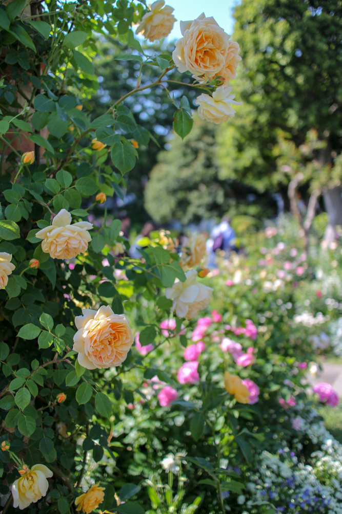 f:id:n0309:20180505152819j:image:h600