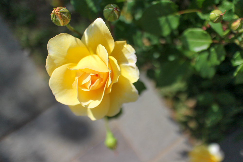 f:id:n0309:20180505152837j:image:w600