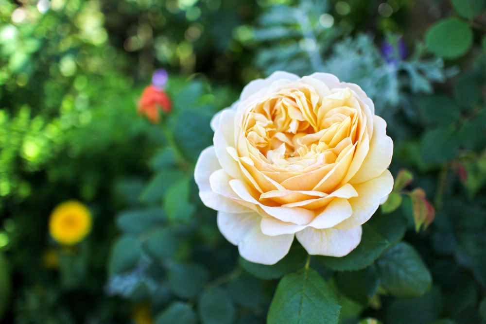 f:id:n0309:20180505152934j:image:w600