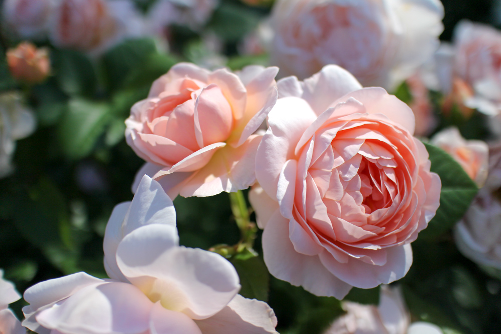 f:id:n0309:20180505153541j:image:w600