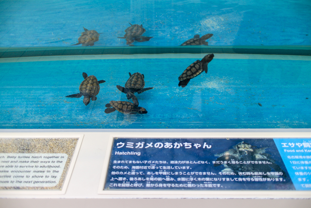 f:id:n0309:20180615130037j:image:w600