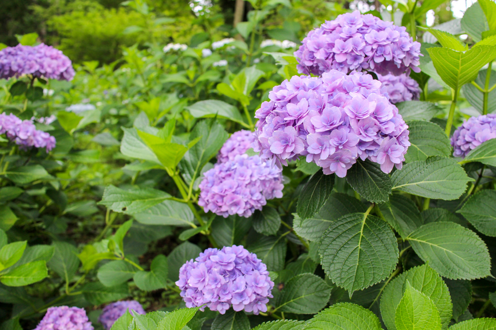 f:id:n0309:20180616123511j:image:w600