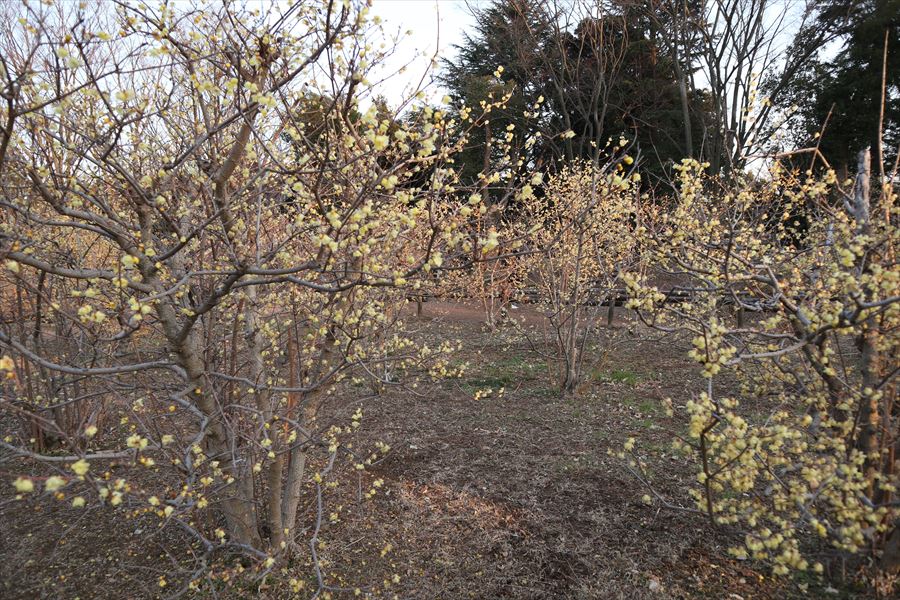 f:id:n344sj:20210221233043j:plain