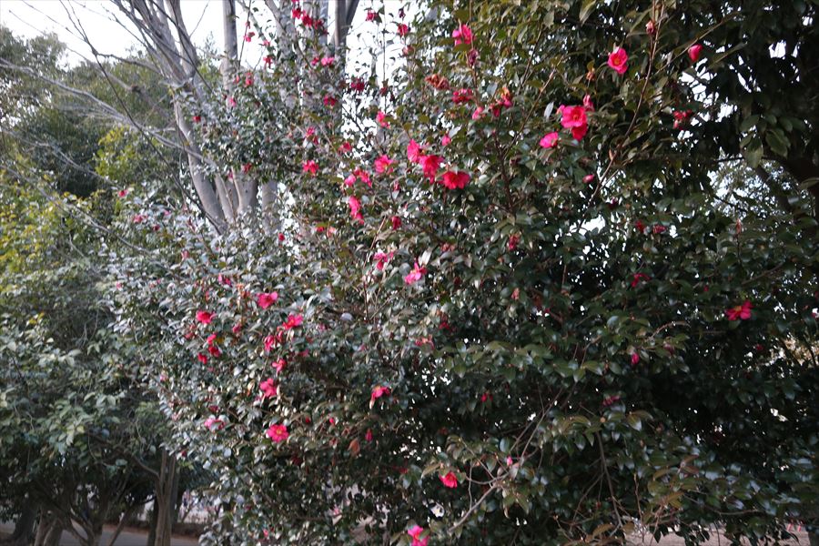 f:id:n344sj:20210221233103j:plain