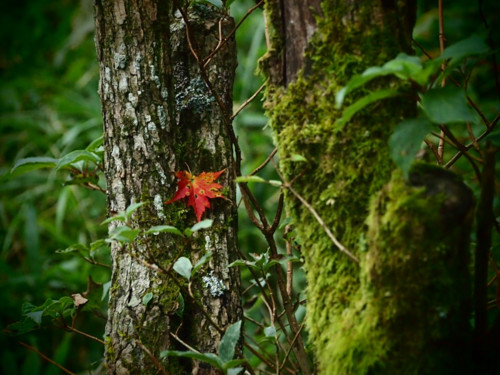 f:id:n5016:20130908172124j:image