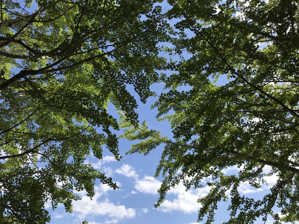 f:id:n6c54fh1:20180602010310j:plain f:id:n6c54fh1:20180602010310j:plain
