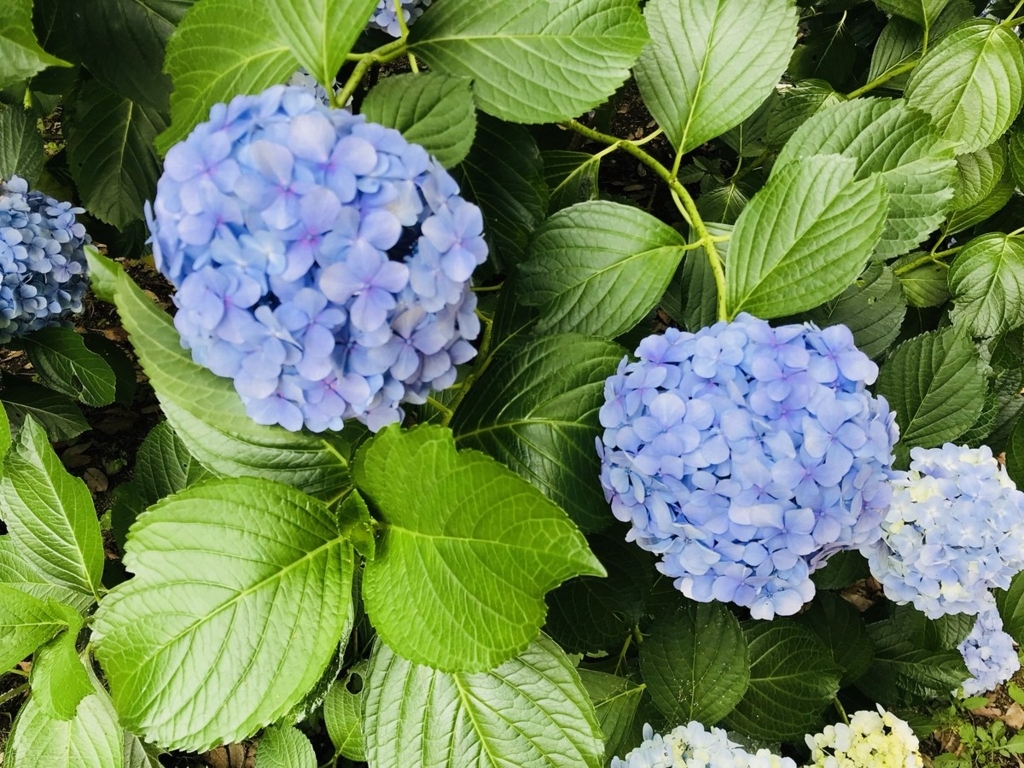 f:id:n6c54fh1:20180627014314j:plain f:id:n6c54fh1:20180627014314j:plain