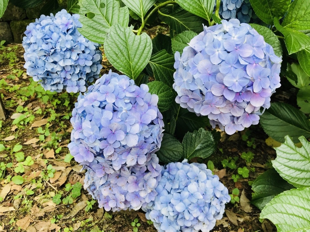 f:id:n6c54fh1:20180627014321j:plain f:id:n6c54fh1:20180627014321j:plain