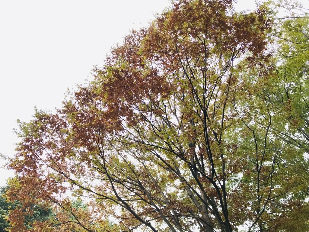 f:id:n6c54fh1:20181017001054j:plain