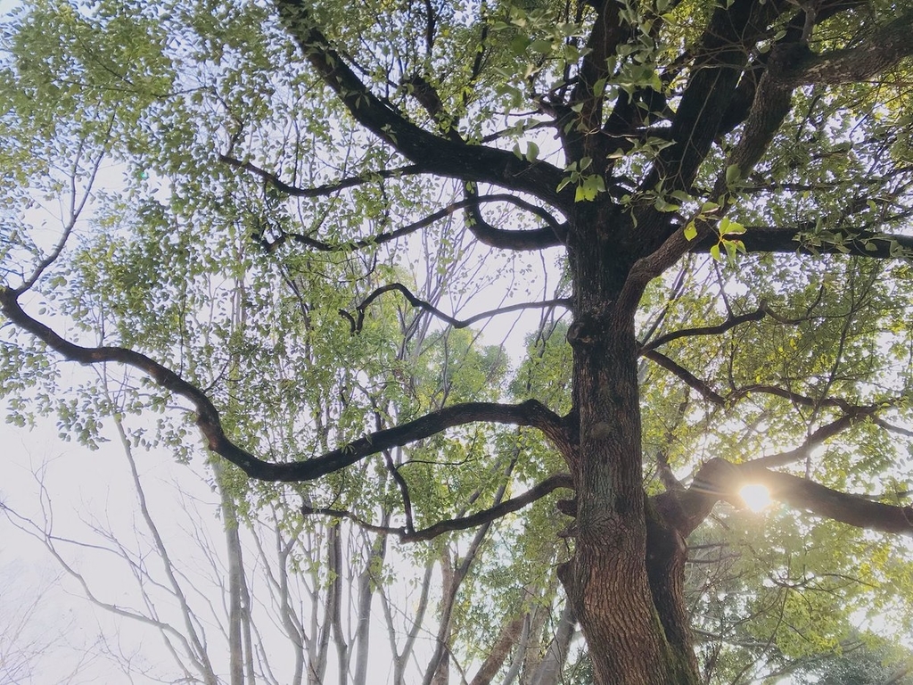 f:id:n6c54fh1:20190220230136j:plain f:id:n6c54fh1:20190220230136j:plain