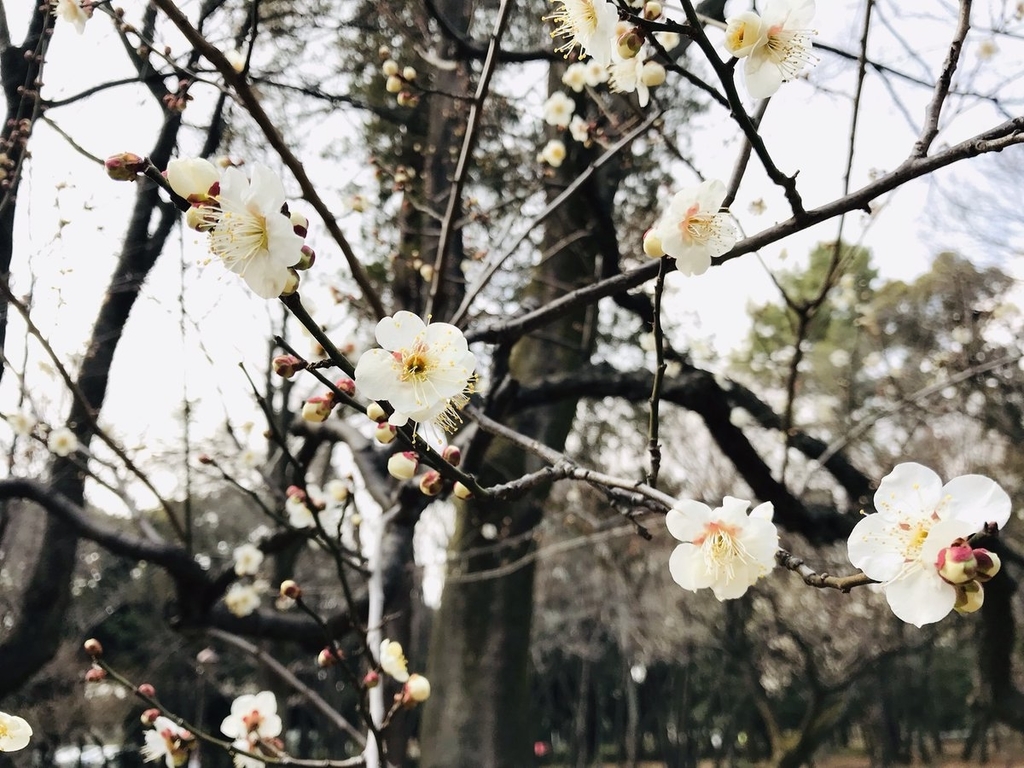 f:id:n6c54fh1:20190220230357j:plain