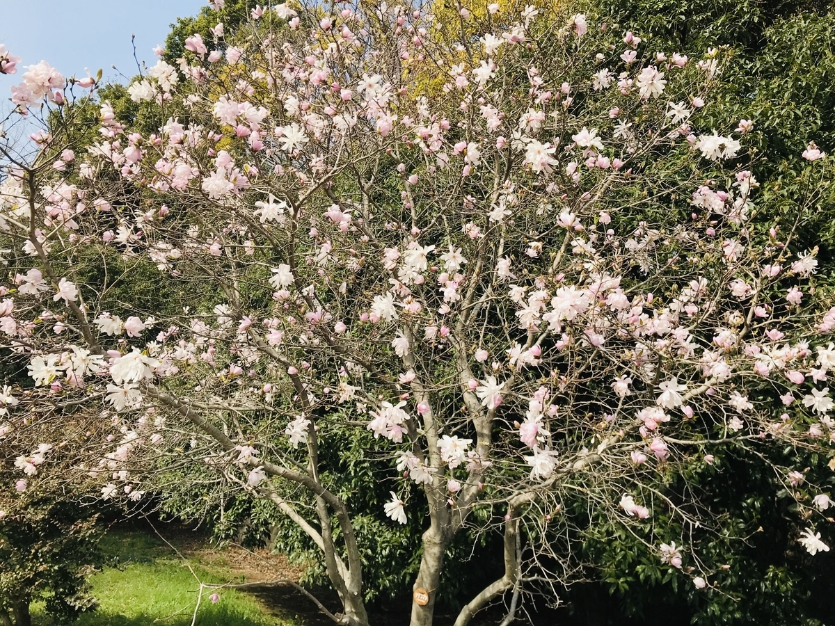 f:id:n6c54fh1:20190325232721j:plain