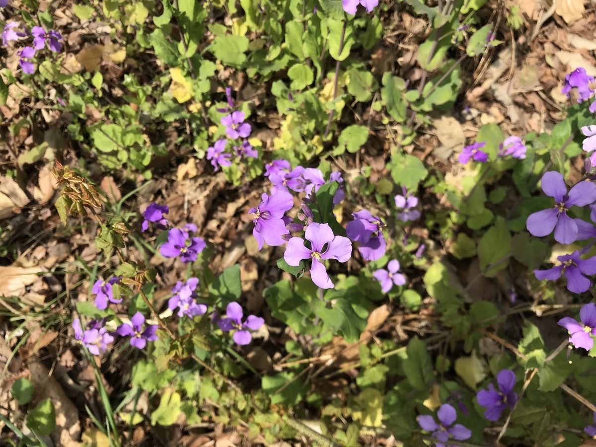 f:id:n6c54fh1:20190325232727j:plain