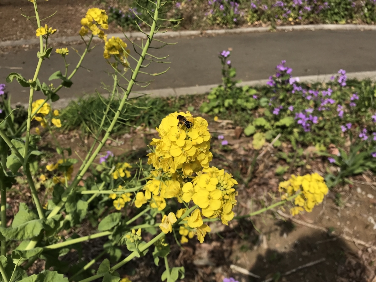 f:id:n6c54fh1:20190325232732j:plain