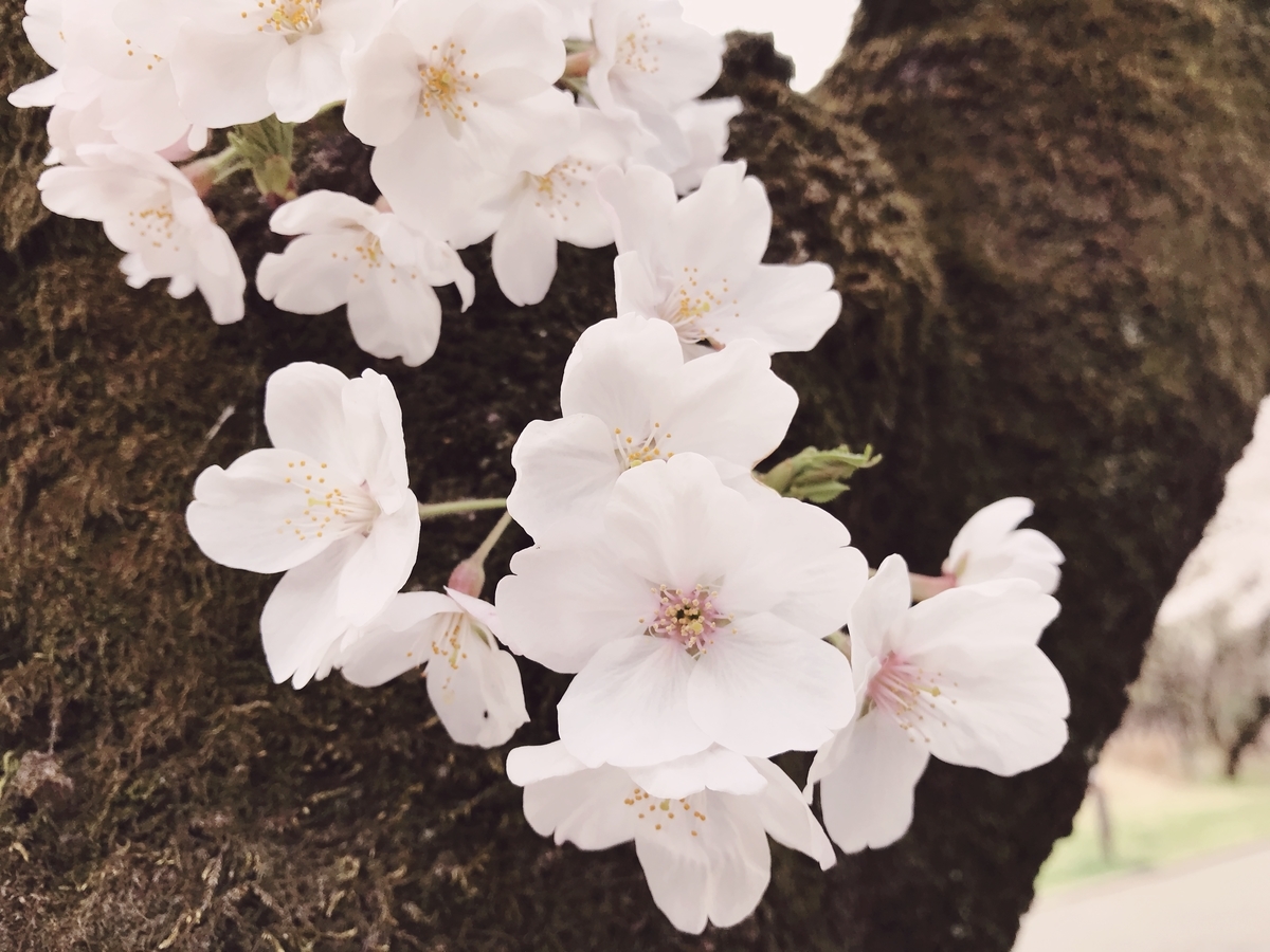 f:id:n6c54fh1:20190328235346j:plain