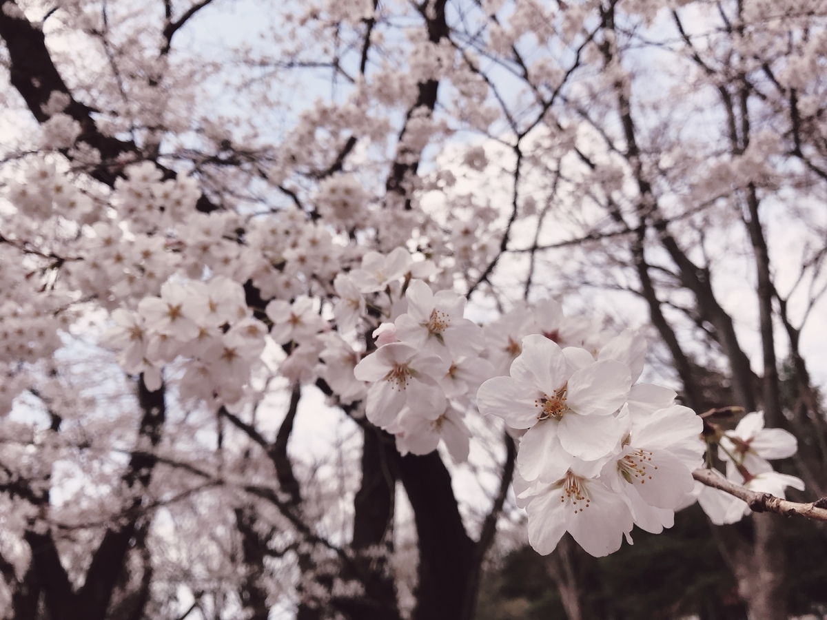 f:id:n6c54fh1:20190328235350j:plain