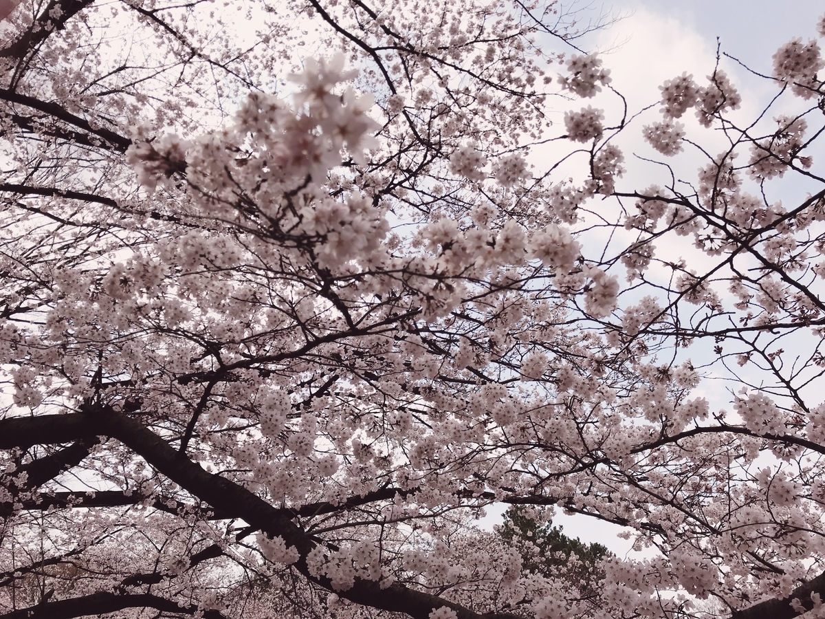 f:id:n6c54fh1:20190328235356j:plain
